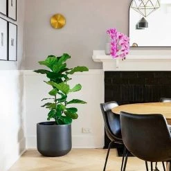 Vakkerlight Wall Sconces Gossa Sconce