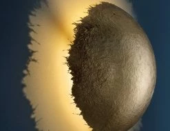 Vakkerlight Wall Sconces PostKrisi Wall Lamp