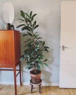 Vakkerlight Serena Table Lamp Table Lamps